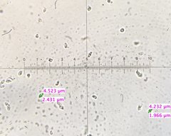 Gerhardtia highlandensis