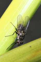 Limnophora maculosa