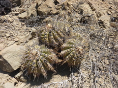 Copiapoa echinoides