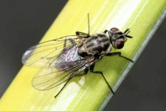Limnophora maculosa