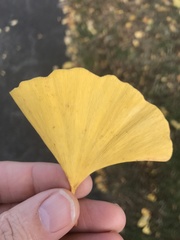 Ginkgo biloba