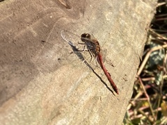 Sympetrum frequens