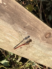 Sympetrum frequens