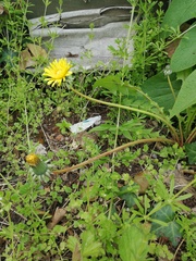 Taraxacum officinale