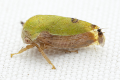 Ophiderma evelyna