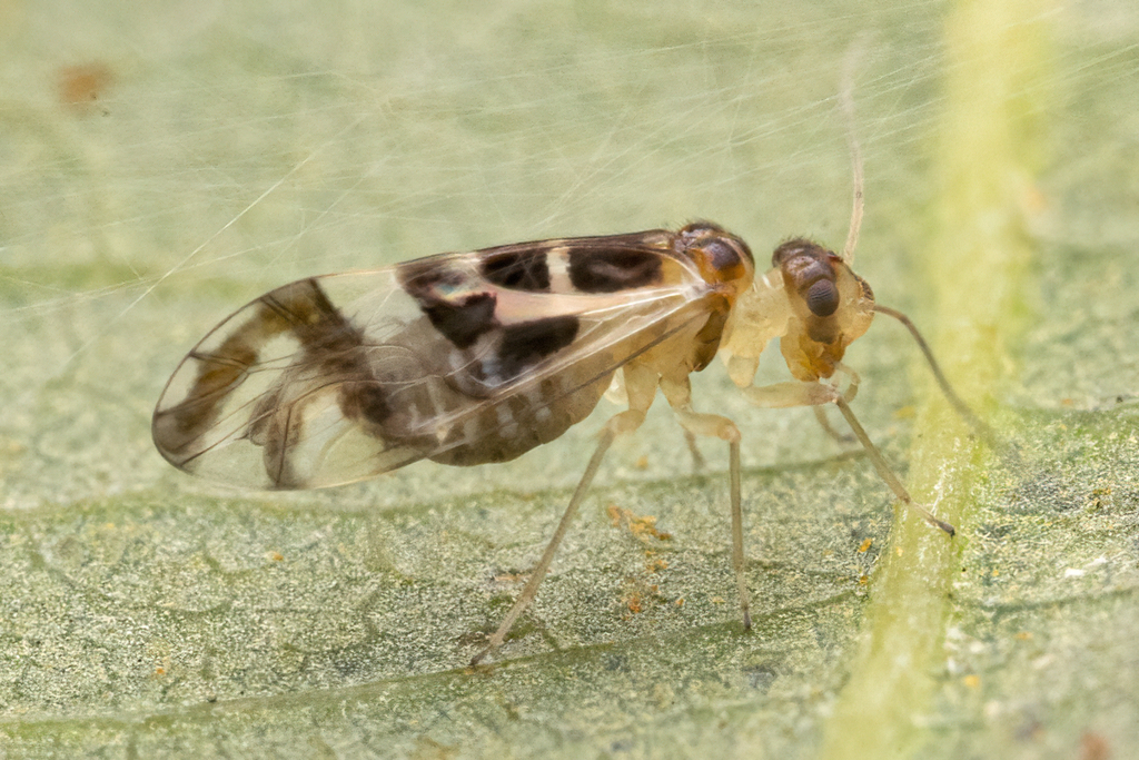 F-winged Barklouse, photo 1 of 9