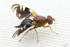 Parastenopa limata
