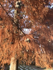 Taxodium