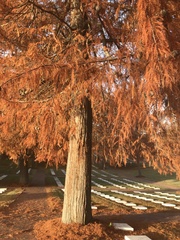 Taxodium