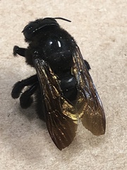 Xylocopa sonorina