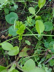 Angelica archangelica archangelica