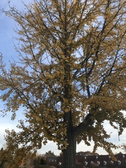 Ginkgo biloba