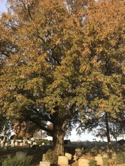 Quercus phellos