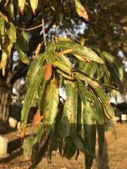 Quercus phellos