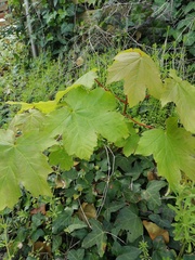 Acer pseudoplatanus