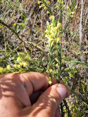 Struthiola fasciata