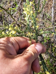 Struthiola fasciata