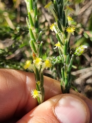Struthiola fasciata