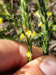 Struthiola fasciata