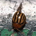 七帶瓢金花蟲 - Photo 由 portioid 所上傳的 (c) portioid，保留部份權利CC BY-SA