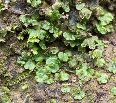 Marchantia inflexa