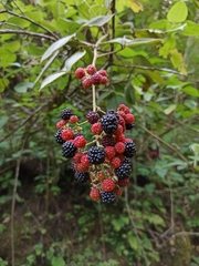 Rubus imperialis