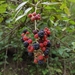 Rubus imperialis - Photo (c) Gonzalo Martinez,  זכויות יוצרים חלקיות (CC BY-NC), הועלה על ידי Gonzalo Martinez
