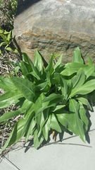 Parthenium integrifolium