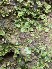 Marchantia inflexa