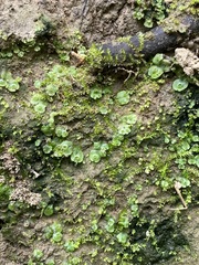 Marchantia inflexa