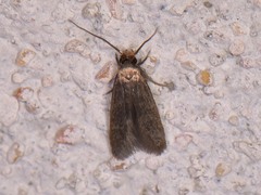Phaeoses sabinella