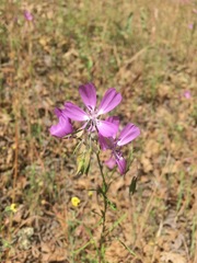 Clarkia biloba brandegeeae