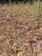 Clarkia biloba brandegeeae