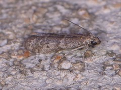 Eurythmia angulella
