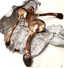 Leucoagaricus croceovelutinus