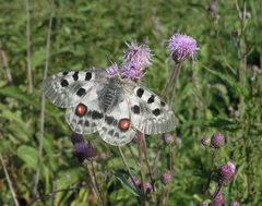 Parnassius apollo