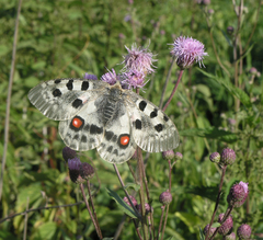 Parnassius apollo