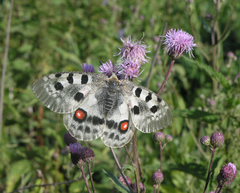 Parnassius apollo