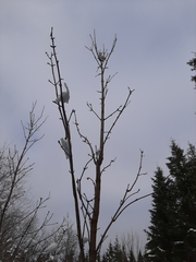 Fraxinus nigra image
