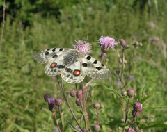 Parnassius apollo