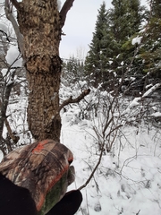 Fraxinus nigra image