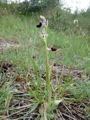 Ophrys bertolonii