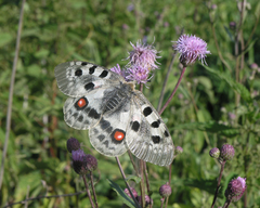 Parnassius apollo