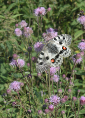 Parnassius apollo