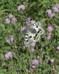 Parnassius apollo