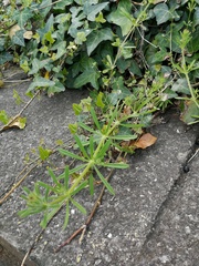 Galium aparine