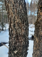 Fraxinus nigra image