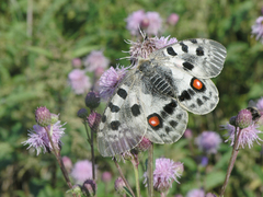 Parnassius apollo