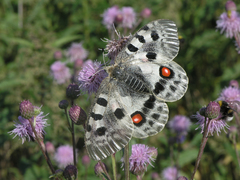 Parnassius apollo