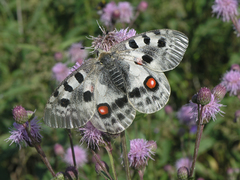 Parnassius apollo